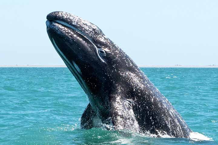 Suspeita-se que o derretimento do gelo na área da chamada Passagem Noroeste, que conecta o Atlântico e o Pacífico através do Oceano Ártico, no Canadá, esteja permitindo que esses cetáceos voltem a explorar essa região.