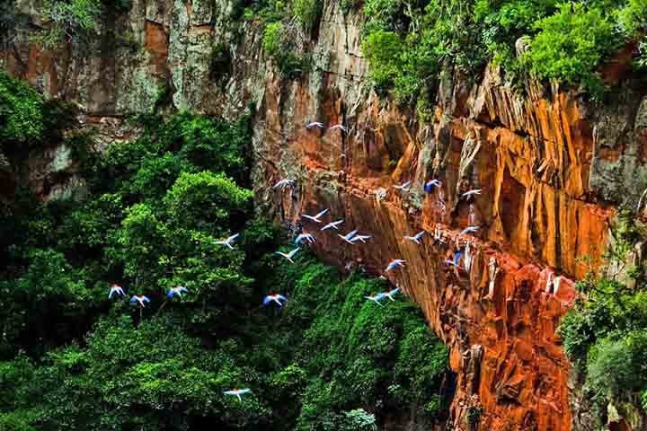 Dentro do buraco, existe uma grande variedade de animais silvestres. Um deles é a arara-vermelha, que conta com uma população de 120 indivíduos.
