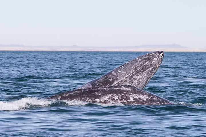 Infelizmente, no trajeto muitas vezes se defronta com ameaças como colisões com navios e enredamento em equipamentos de pesca.