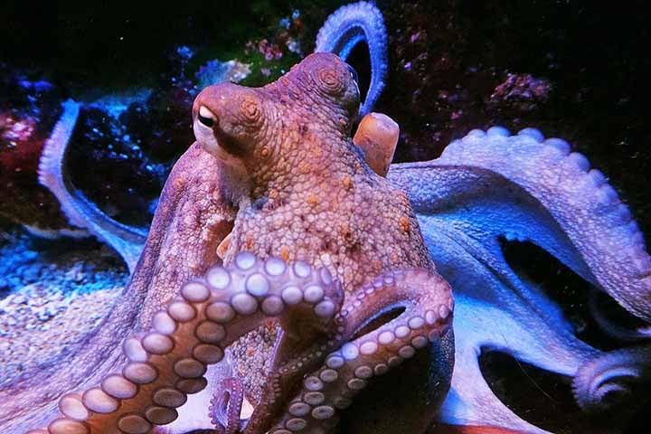 Ã? importante lembrar que os polvos sÃ£o invertebrados, ou seja, nÃ£o tÃªm coluna vertebral nem estrutura Ã³ssea rÃ­gida. Ainda assim, exibem comportamentos tÃ£o complexos quanto os de mamÃ­feros e aves.