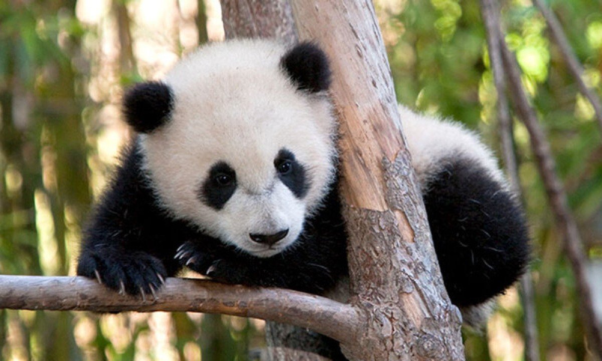 Panda-gigante - Os pandas s&atilde;o animais extremamente solit&aacute;rios, vivendo isolados na floresta e se aproximando apenas para a reprodu&ccedil;&atilde;o.