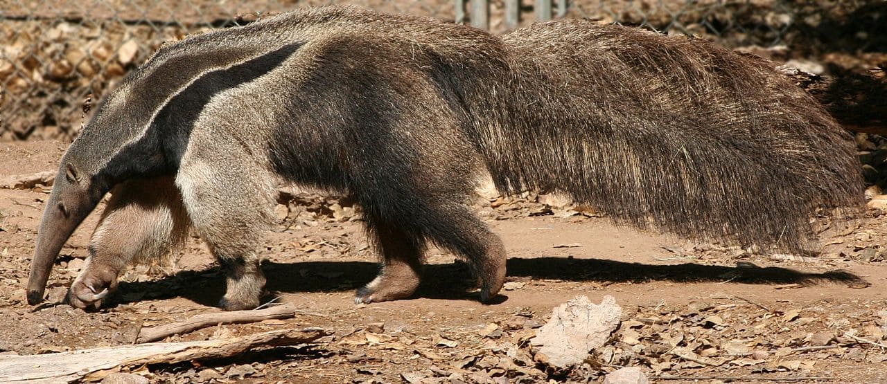 Tamanduá-bandeira - Esse mamífero a a vida sozinho, vagando por grandes territórios em busca de formigas e cupins. O contato com outros tamanduás ocorre apenas na época de reprodução.