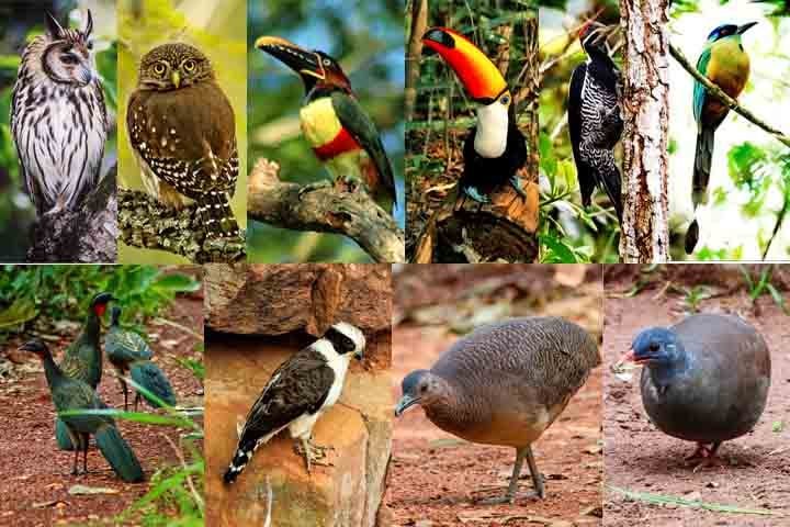 A fiscalização do "Buraco das Araras" é feita anualmente por órgãos ambientais como o ICMBio, Ibama e secretarias estaduais.