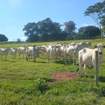 Alimentação adequada do gado reduz a emissão de metano