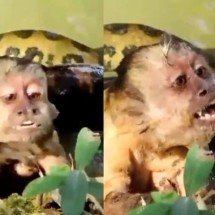 Pra quem não viu: macaco agoniza enrolado por sucuri e é salvo por turistas - Reprodução redes sociais 