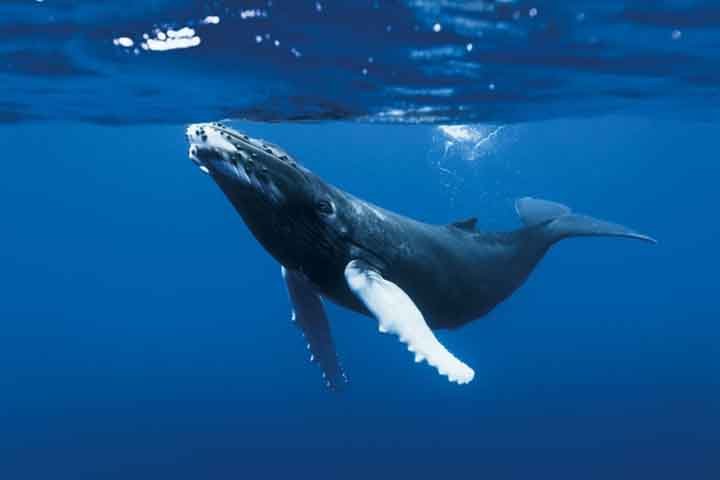 Com a recuperação populacional da espécie observada em anos recentes, avistagens ao norte e ao sul desta região vêm se tornando mais frequentes, como na Bacia de Campos no Rio de Janeiro e no entorno de Ilhabela em São Paulo. 