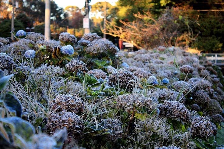 Campos do Jordão é uma cidade que une beleza natural, riqueza cultural, gastronomia refinada e tradição. E quando a delicadeza das cerejeiras em flor chega, tudo se transforma em poesia.- Divulgação