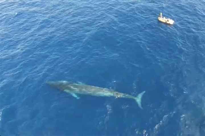 A baleia-fin pode medir 27 metros e pesar até 70 toneladas. Elas foram caçadas no século passado, causando uma diminuição de sua população estimada em 70%. Também continuam a ser caçadas em pequenos números pelo Japão e também sofrem impactos decorrente de colisões com grandes navios. 