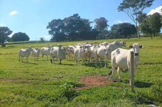 Alimentação adequada do gado reduz a emissão de metano