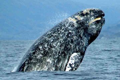 Ao fazer um voo de monitoramento na costa leste dos Estados Unidos, próximo à região de Nantucket, pesquisadores do New England Aquarium, avistaram uma baleia que mergulhava e ressurgia na superfície da água. O animal chamou a atenção e foi descoberto ser um tipo de mamífero raro. -  (crédito: Merrill Gosho/Wikimédia Commons)