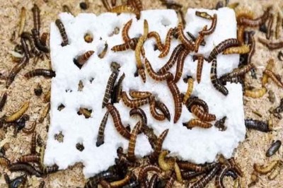 Um dos grandes problemas na natureza é o acúmulo de plástico, que polui o meio ambiente e, a longo prazo, pode destruir a fauna e a flora. Pesquisadores descobriram um pequeno inseto no Quênia, país da África, que pode ser essencial neste combate e quebrar tais resíduos.  -  (crédito: Fathiya Khamis/Centro Internacional de Fisiologia e Ecologia de Insetos do Quênia)