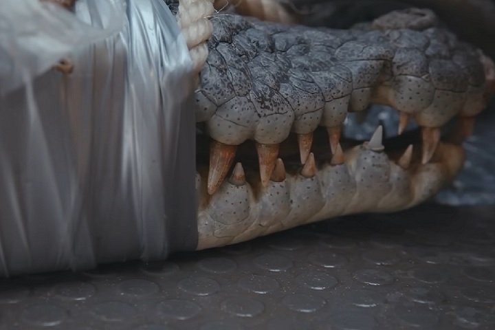 Os animais capturados geralmente são sacrificados, pois tendem a retornar ao local, se soltos. "É nosso trabalho tentar manter as pessoas o mais seguras possível", disse o guarda-florestal Kelly Ewin, em entrevista à BBC.