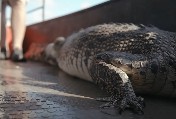 "Obviamente, não vamos capturar todos os crocodilos, mas quanto mais tirarmos do porto, menor será o risco de haver um encontro com crocodilos e pessoas", explicou.