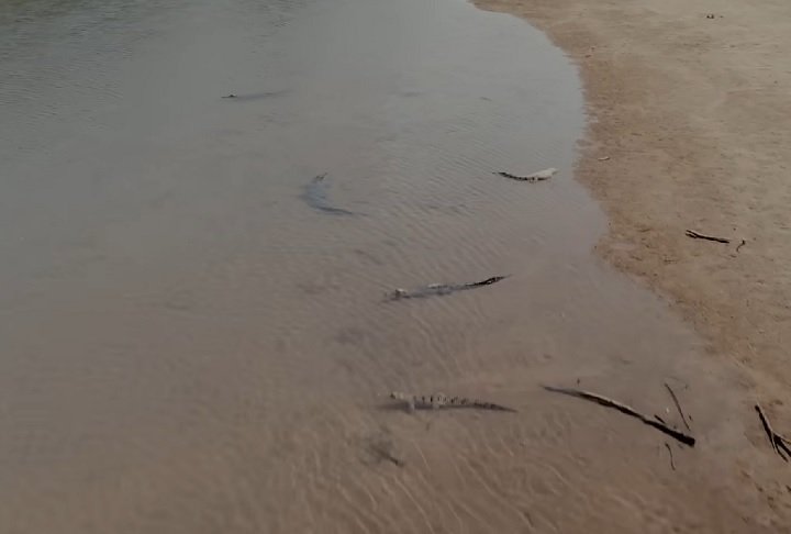 "Se você for [nadar] no rio Adelaide próximo a Darwin, há 100% de chance de ser morto", salientou o professor especialista em crocodilos, Grahame Webb.