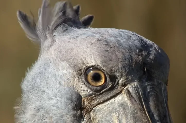 Atualmente, elas são classificadas como Ameaçadas de Extinção pela União Internacional para Conservação da Natureza (IUCN).