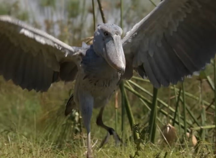 Especialistas ressaltam que é importante proteger essas aves magníficas e seus habitats para garantir sua sobrevivência para as gerações futuras.
