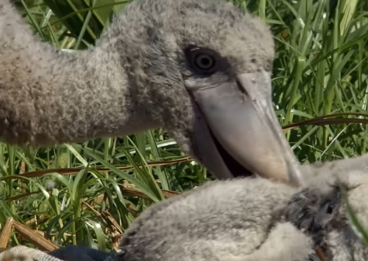 Um documentário da BBC chegou a mostrar como o filhote mais velho morde os mais novos, que acabam sendo negligenciados pela mãe.