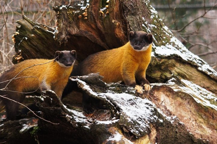 As martas apresentam uma característica peculiar chamada de "implantação retardada": após o acasalamento, o embrião só se fixa no útero meses depois, fazendo com que o nascimento ocorra em uma época mais favorável do ano, geralmente na primavera.