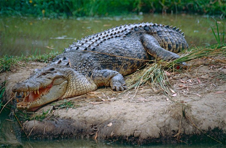 Conhecidos como "salties" ("salgados") pelos locais, esses crocodilos estavam quase extintos há 50 anos devido à caça intensiva para comércio de peles.