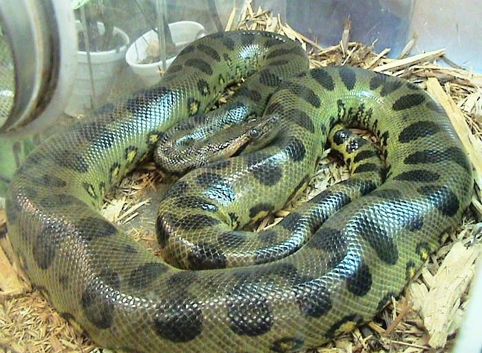 A sucuri é uma espécie nativa da América do Sul que vive em terra ou na água. Seu nome, inclusive  tem origem grega e significa "bom nadador"