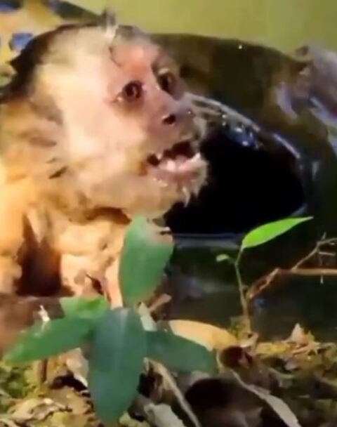 Mas não teve jeito. Sensibilizados com a morte iminente do macaco, turistas imploraram que ele fosse salvo. "Tadinho, ele está desesperado, tem criança aqui que vai ver ele morrer, coitado", disse uma turista