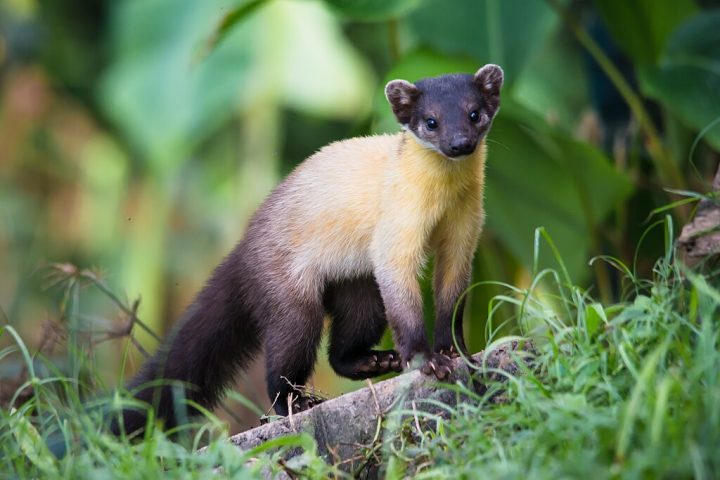 Esses animais tÃªm um papel importante nos ecossistemas florestais, ajudando no controle de populaÃ§Ãµes de roedores e na dispersÃ£o de sementes.