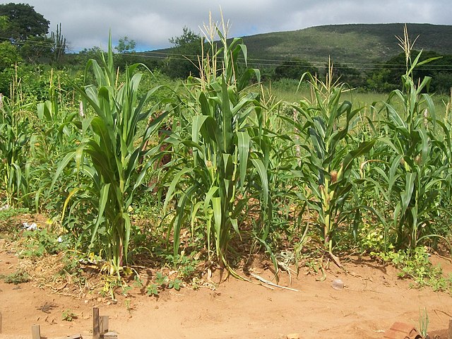 Essa é uma região predominantemente rural, com economia baseada na agropecuária, especialmente na criação de gado e no cultivo de soja, milho e outras culturas de grãos.