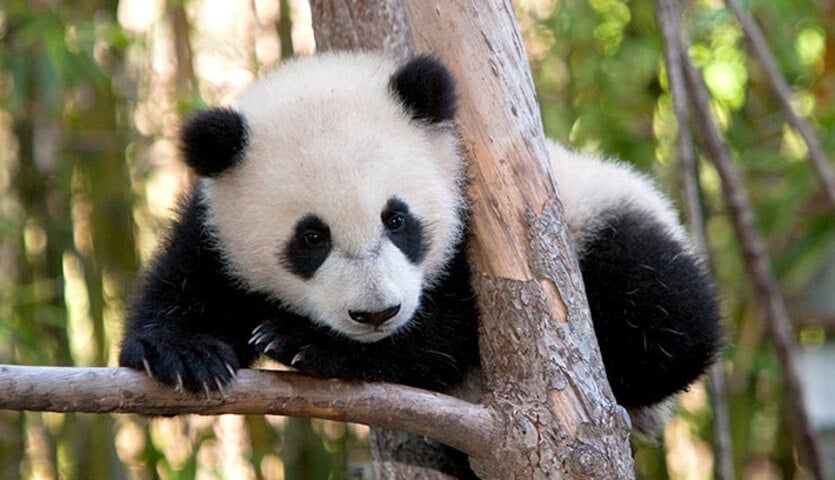 Panda-gigante - Os pandas são animais extremamente solitários, vivendo isolados na floresta e se aproximando apenas para a reprodução.