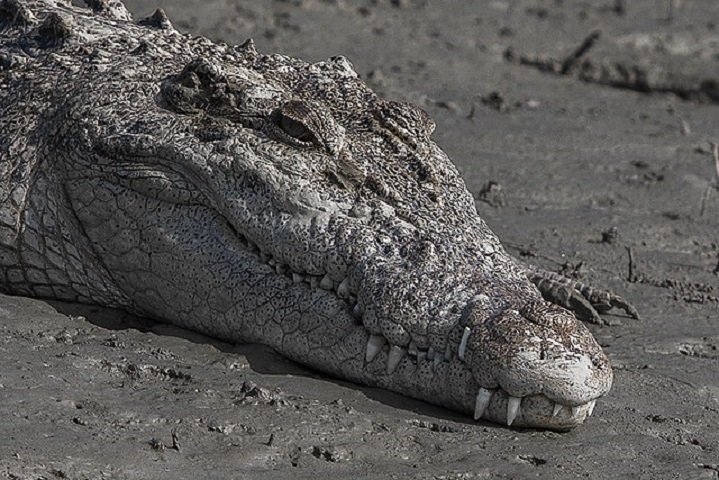 Esses crocodilos, conhecidos por serem territoriais e agressivos, raramente causam incidentes fatais. A morte de uma criança de 12 anos em 2022 foi o primeiro caso desde 2018.
