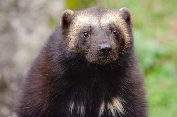 A pelagem espessa desse animal já foi muito valorizada na indústria de peles, o que levou a espécie a ser caçada intensamente no ado.
