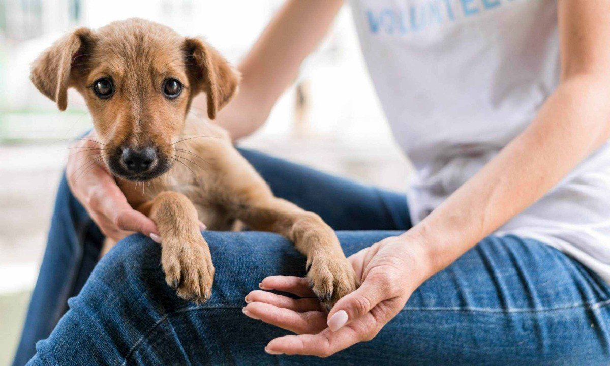 Cachorros e gatos estarão à espera de um novo tutor na portaria principal da Faculdade de Saúde Santa Casa BH, nesta sexta-feira (13/6) -  (crédito: Freepik/ Reprodução)