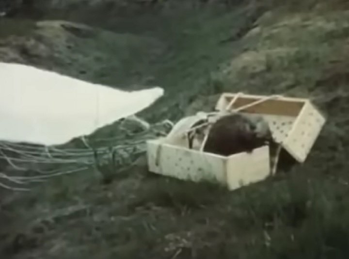 Graças a novas tecnologias e novos meios de convivência com animais selvagens, métodos mais avançados de lidar com essas questões foram desenvolvidos.