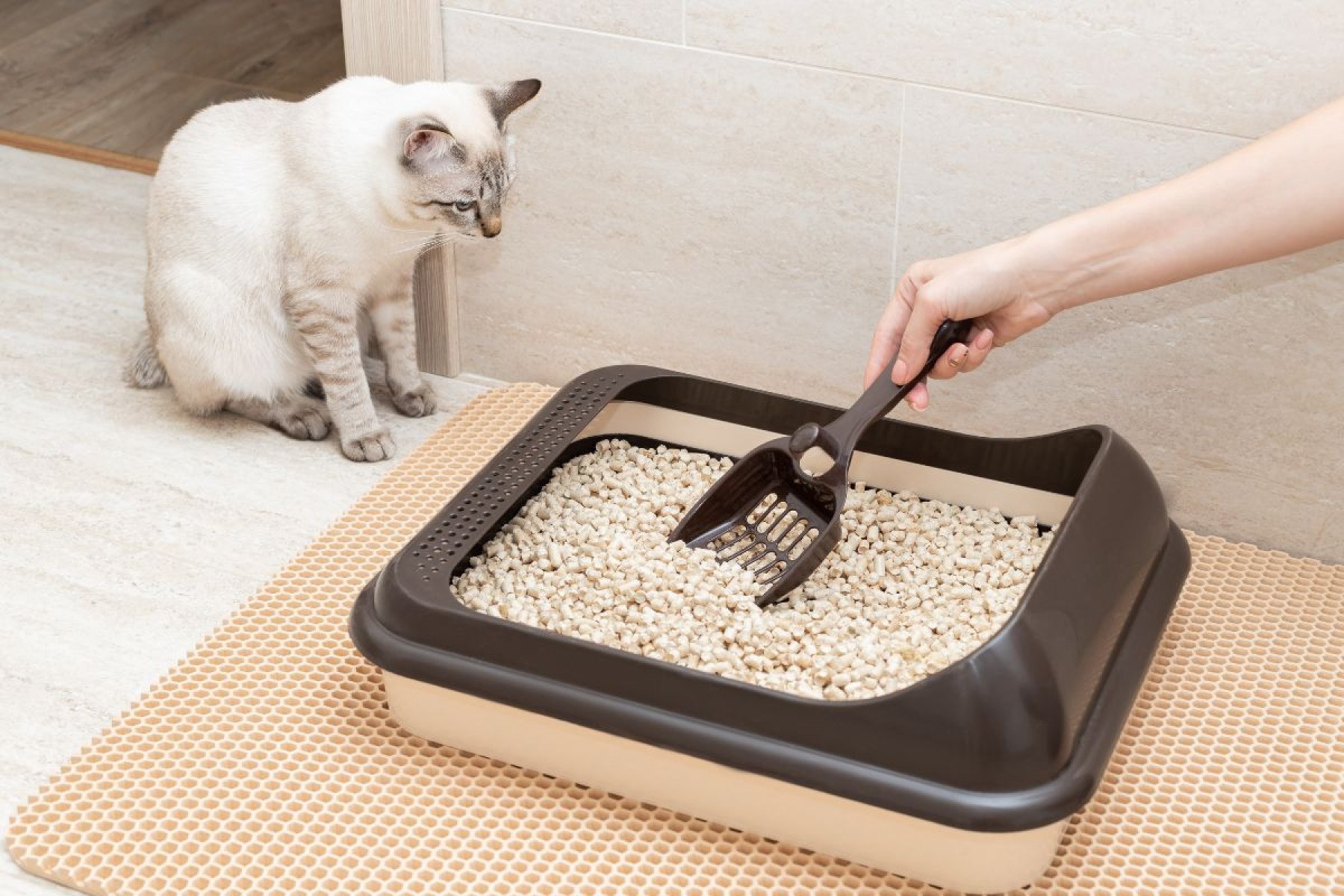 Caixa de areia, gatos