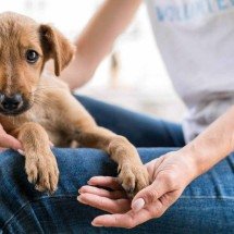 Cães e gatos esperam um novo tutor nesta sexta (13/6) na Santa Casa BH - Freepik/ Reprodução