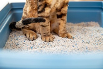 3 truques simples que eliminam o cheiro da caixa de areia
