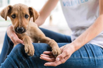 Cães e gatos esperam um novo tutor nesta sexta (13/6) na Santa Casa BH