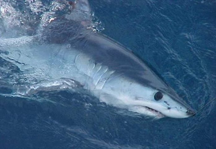 O mako-de-barbatana-curta, o mais conhecido, pode atingir velocidades de até 74 km/h, o que o torna um predador altamente eficiente. -SWFSC/NOAA