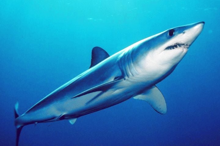 Seu corpo hidrodinâmico e musculatura poderosa permitem movimentos rápidos, essenciais para capturar presas como atuns, cavalas e lulas. -domínio público/noaa