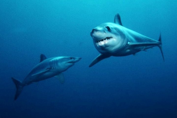 Existem duas espÃ©cies principais: o mako-de-barbatana-curta (Isurus oxyrinchus) e o mako-de-barbatana-longa (Isurus paucus).-domÃ­nio pÃºblico/noaa