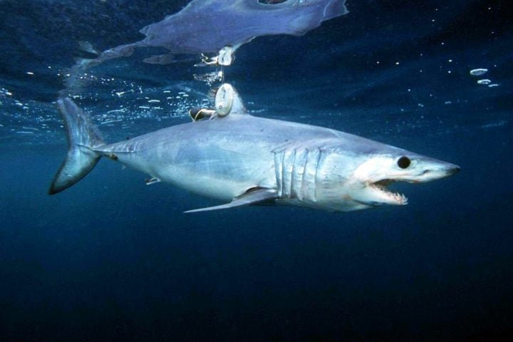 Esse tubarão, que pode ser encontrado desde a superfície até profundidades de 150 metros, é um dos mais velozes do oceano, chegando a mais de 80 km/h.-domínio público/noaa