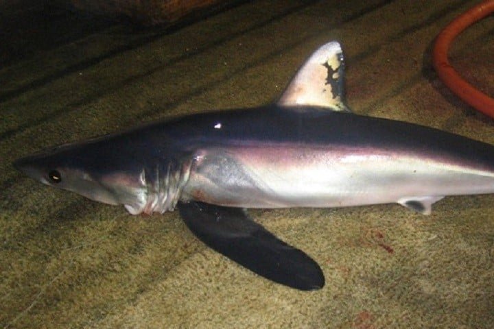 Além de sua importância ecológica, esses tubarões são conhecidos por sua agressividade quando capturados, tornando-se um desafio para pescadores.-domínio público/NOAA Observer Program