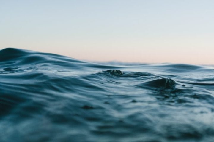 São encontrados em águas tropicais e temperadas ao redor do mundo, preferindo regiões oceânicas mais profundas.-Matt Hardy Unsplash