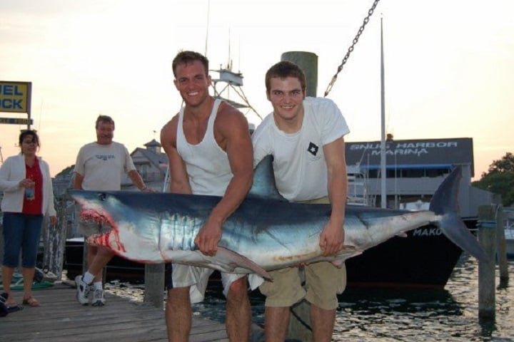 Apesar de seu papel fundamental no ecossistema marinho, os makos estão ameaçados devido à pesca excessiva, tanto acidental quanto direcionada, já que sua carne e barbatanas são valorizadas no mercado.-wikimedia commons/	Evancrouse
