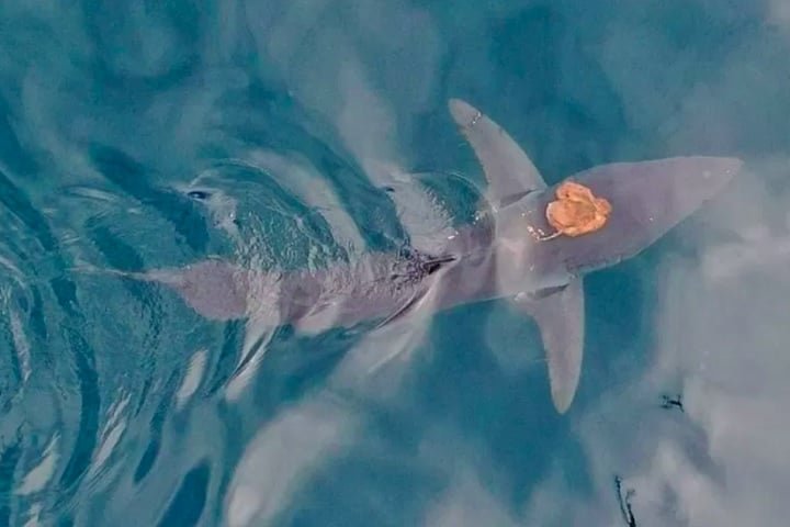 Uma cena inusitada chamou a atenção de cientistas na Nova Zelândia: um polvo flagrado "pegando carona" nas costas de um tubarão.-Divulgação/Universidade de Auckland