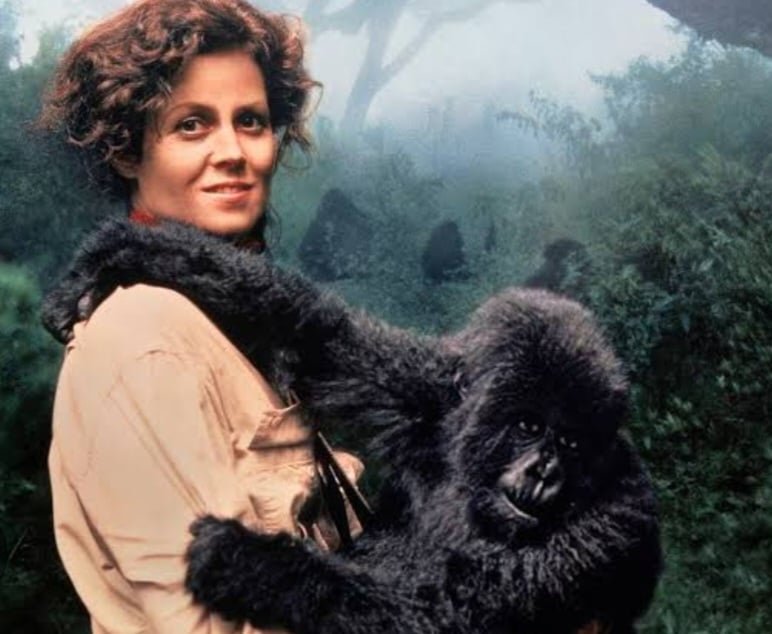 Os gorilas da montanha são uma espécie que inspirou o filme "Nas montanhas dos gorilas", estrelado por Sigouney Weaver, em 1988.  