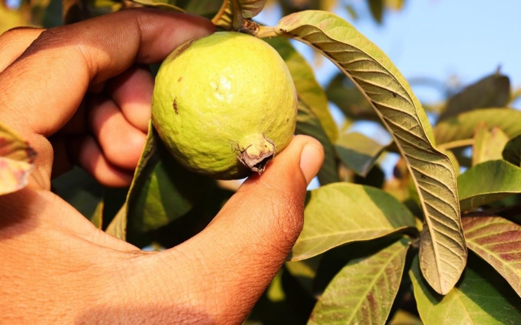 A goiaba é nativa da América Tropical, com origem incerta dentro dessa região. A partir disso, os navegantes europeus ao chegarem em solo americano a levaram para a África e Ásia e para outras regiões tropicais.
