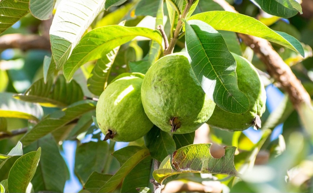 É o fruto da goiabeira, árvore da espécie Psidium guajava, da família Myrtaceae, originária da América tropical. Assim, ele é constituído de uma baga, carnoso, casca verde, amarelada ou roxa, com superfície lisa ou irregular, de cerca de oito centímetros de diâmetro. 