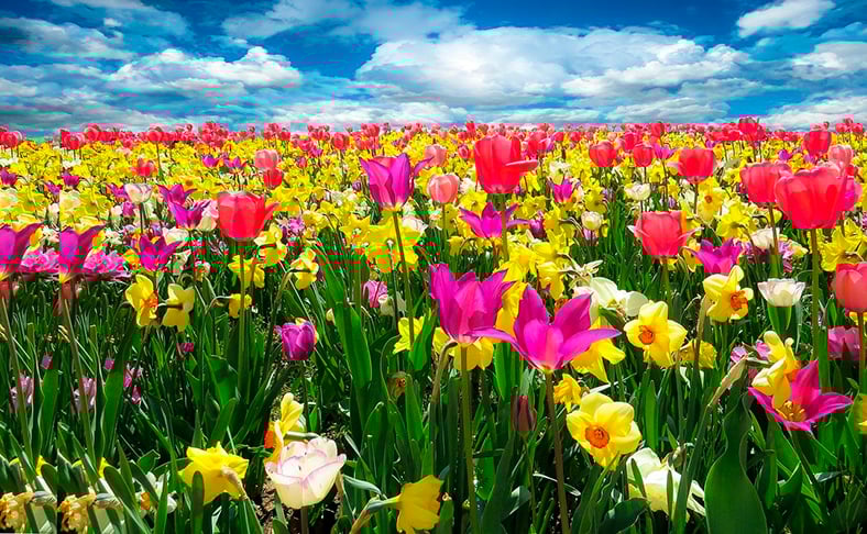 A data também marcava as celebrações pela primavera, a estação das flores. 