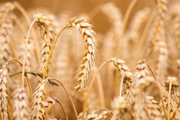 TRIGO - Cultivado desde a antiguidade no Oriente Médio e se popularizou globalmente. Hoje, países como China, Índia e Estados Unidos são líderes na produção. Ele é adaptável a diversos climas e fundamental na alimentação mundial.