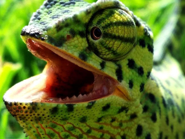 Qual é o animal mais famoso por ter a "arte" de se camuflar? Pois bem, você pode perguntar para 100 pessoas, que a resposta de quase todas elas será o camaleão.